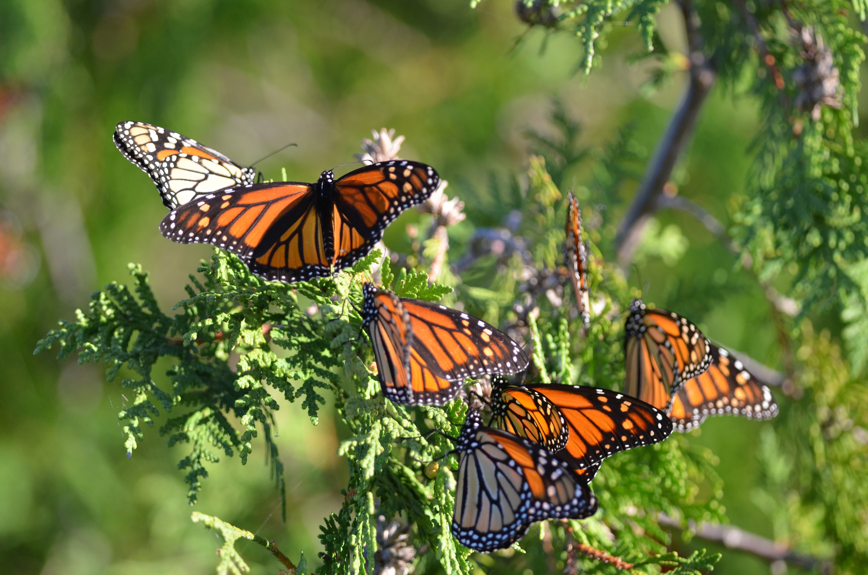 Michigan applauds reintroduction of Recovering America's Wildlife Act